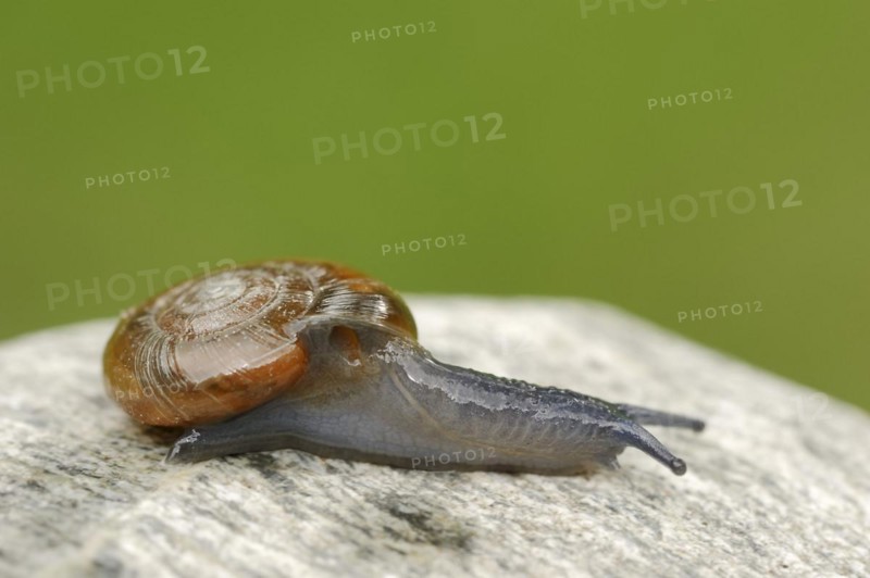 Draparnaud's glass snail (Oxychilus draparnaudi), North Rhine-Westphalia, Germany, Europe