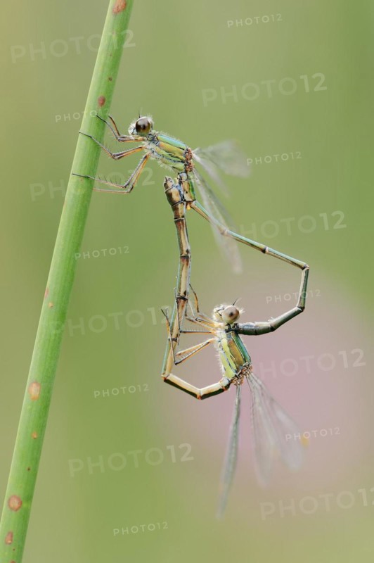Willow emerald damselfly (Chalcolestes viridis), male and female, mating wheel, North Rhine-Westphalia, Germany, Europe