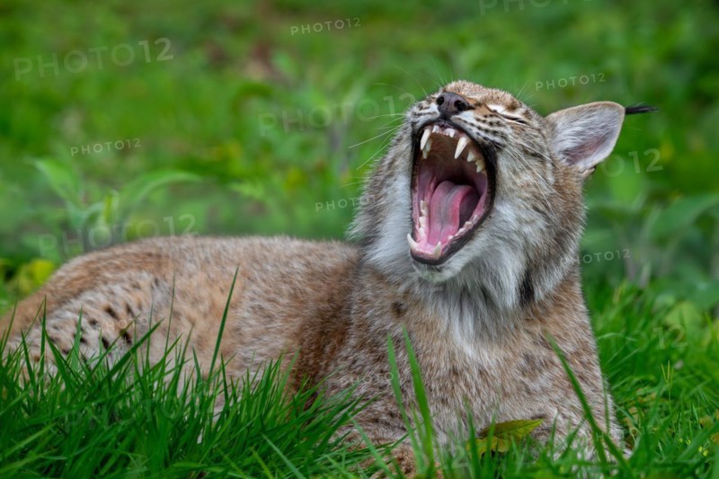 Sleepy Eurasian lynx (Lynx lynx) yawning and showing large fangs, canines in meadow