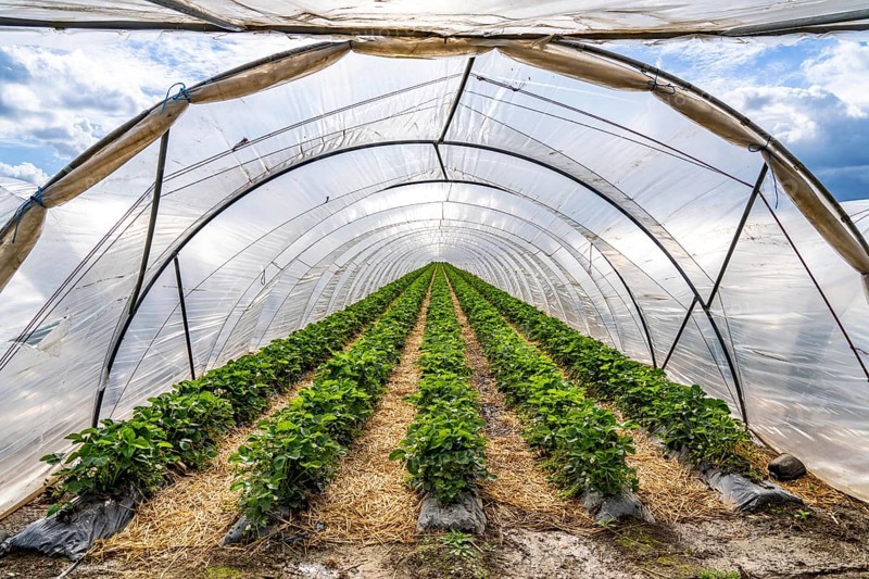 Agriculture, large areas with foil tunnels, for the cultivation of strawberries, wind farm, south of Lövenich, belongs to Erkelenz, in the district of Heinsberg, North Rhine-Westphalia, Germany, Europe