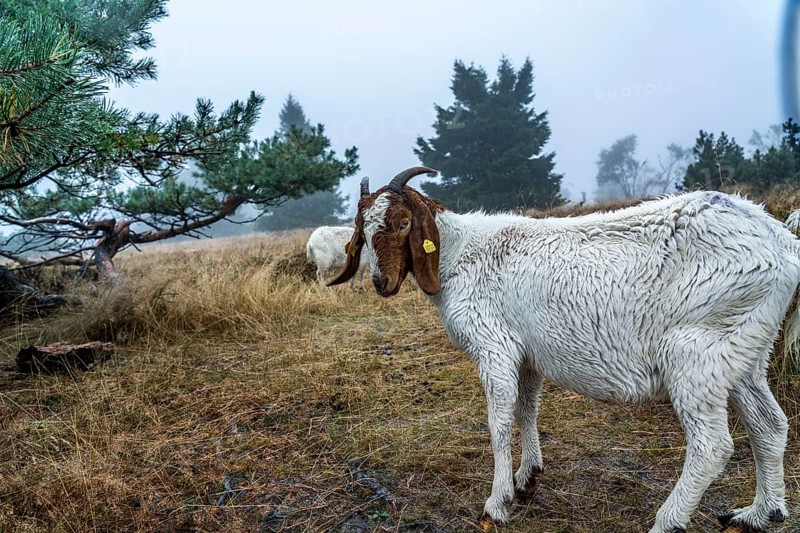 The high heath on the Kahler Asten, mountain in the Sauerland, in autumn fog, herd of cattle, sheep, goats, Winterberg, North Rhine-Westphalia, Germany, Europe
