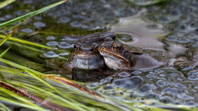 Two European common brown frogs (Rana temporaria) on frogspawn in pond during the spawning season in spring