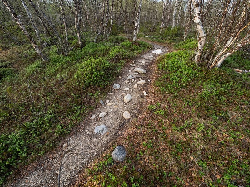 Footpath, among Hairy Birch (Betula pubescens) woodland, May, Finnish Lapland