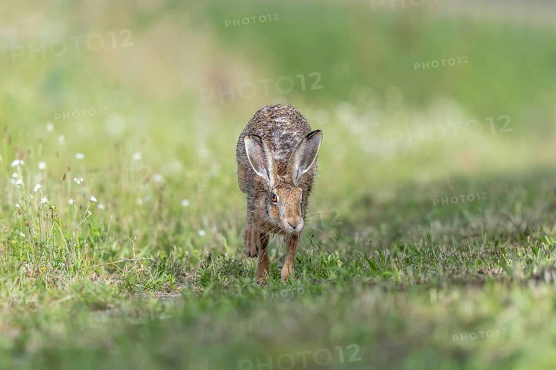 European hare (Lepus europaeus) Brown hare in motion hopping in a meadow. Kaiserstuhl, Freiburg im Breisgau, Baden-Württemberg, Germany, Europe