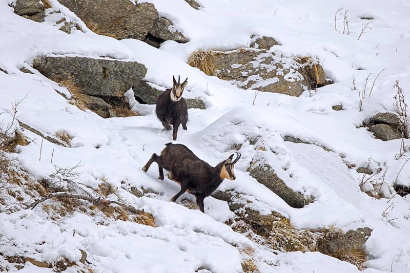 Rutting Alpine chamois (Rupicapra rupicapra) male, buck chasing female on snow covered mountain slope during the rut in winter in the European Alps