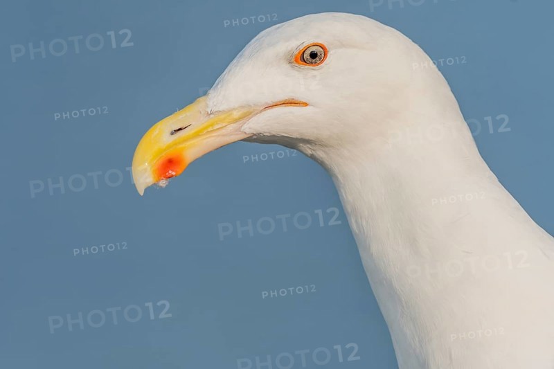 Lesser Black-backed Gull (Larus fuscus) portrait in a harbour on the Atlantic coast. Camaret, Crozon, Finistere, Brittany, France, Europe