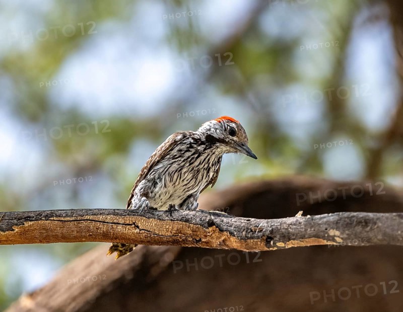 Golden-tailed woodpecker (Campethera abingoni) sitting on a branch, Etosha National Park, Namibia, Africa