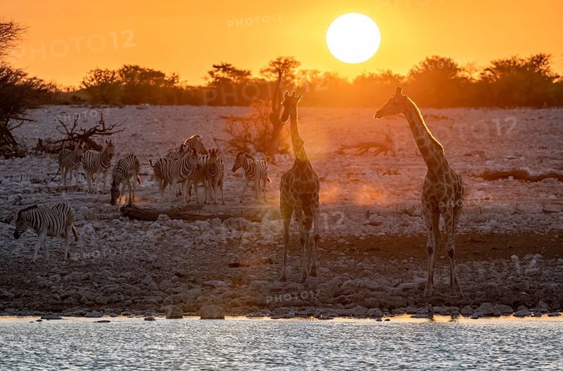 Angolan giraffes (Giraffa giraffa angolensis) and plains zebras (Equus quagga), backlit at sunset, atmospheric sunset, Okaukuejo waterhole, Etosha National Park, Namibia, Africa