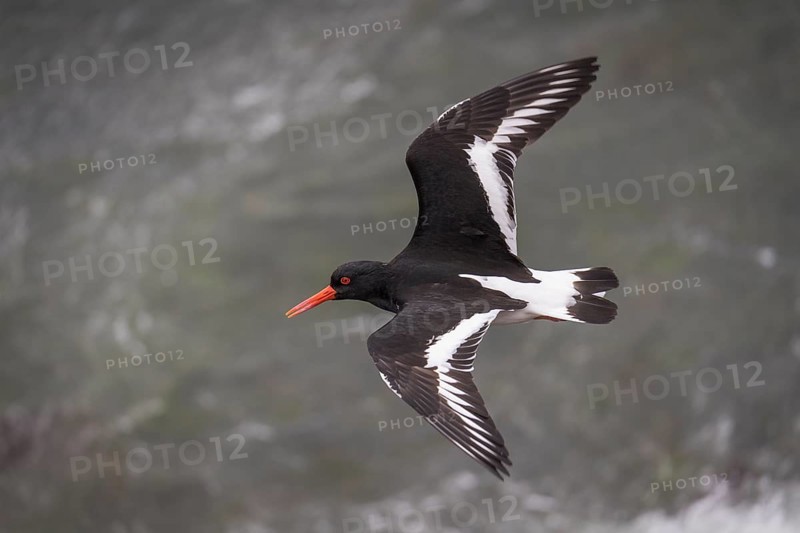 Oystercatcher (Haematopus ostralegus) in flight, Hvalfjörður, Iceland, Europe