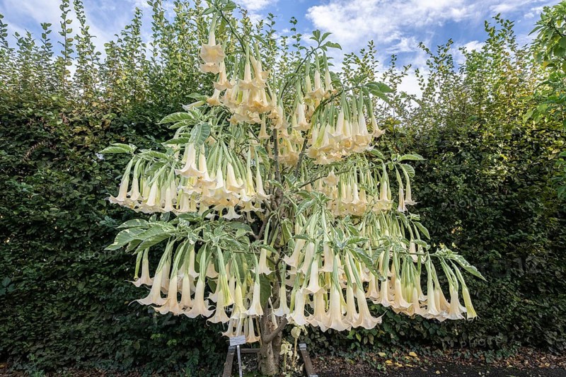 Angel's trumpet (Brugmansia x candida Maja), Herrenhausen Gardens, Hanover, Lower Saxony