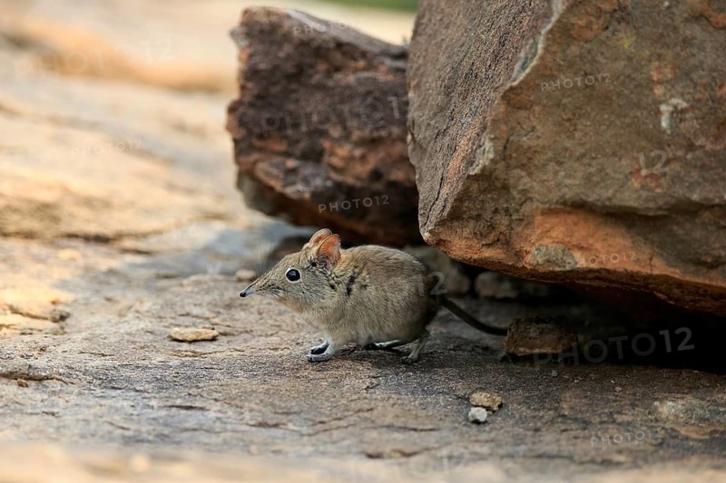 Short-eared elephant shrew, (Macroscelides probosideus), adult, foraging, Mountain Zebra National Park, Eastern Cape, South Africa, Africa