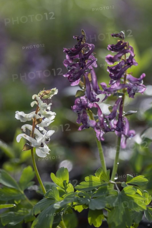 Hollow larkspur (Corydalis cava), Bad Iburg, Lower Saxony, Germany, Europe