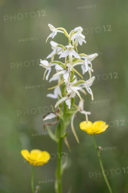 Lesser butterfly-orchid (Platanthera bifolia), Emsland, Lower Saxony, Germany, Europe