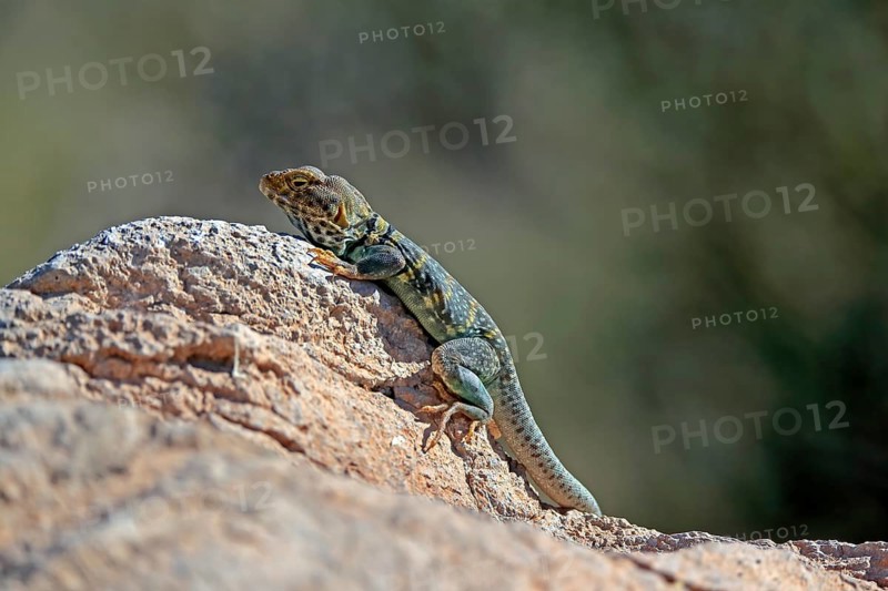 Common collared lizard (Crotaphytus collaris), adult, on rocks, foraging, warming up, sunbathing, Sonoran Desert, Arizona, North America, USA, North America