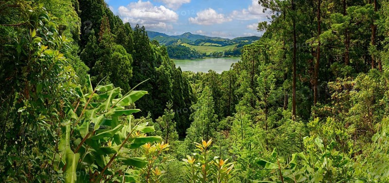 Panoramic view of a dense green forest that includes a distant lake and hills, Grena Park, Furnas, George Hayes, Lagoa das Furnas, Sao Miguel Island, Azores, Portugal, Europe