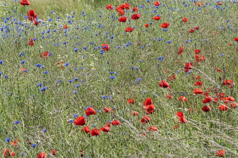 Poppy flower (Papaver Rhoeas) and cornflower (Centaurea cyanea), Mecklenburg-Vorpommern, Germany, Europe