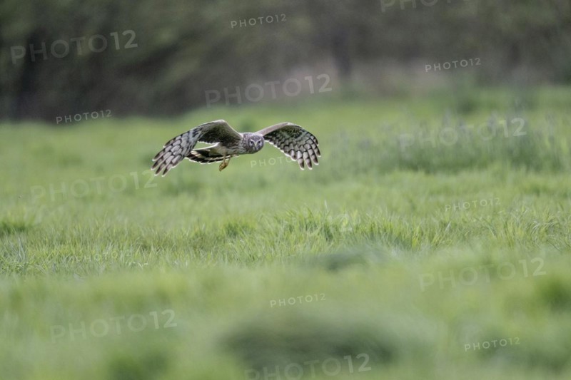 Hen harrier (Circus cyaneus), Emsland, Lower Saxony, Germany, Europe