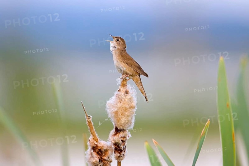Savi's warbler (Locustella luscinioides) male singing from bulrush spike in wetland in spring