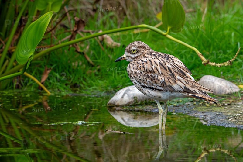 Eurasian stone-curlew, Eurasian thick-knee (Burhinus oedicnemus) foraging in shallow water of pond in autumn, fall