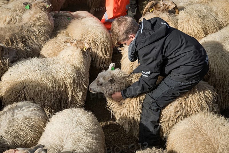 Sheep (Ovis aries) in a pen being sorted by owner, sheep round-up or réttir, near Laugarbakki, North Iceland, Iceland, Europe