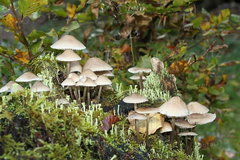 Fungus, fairies bonnet (Coprinellus disseminatus) and true cup lichen (Cladonia pyxidata) Allgäu, Bavaria, Germany, Allgäu, Bavaria, Germany, Europe