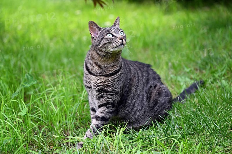 Grey tabby cat sitting in the grass