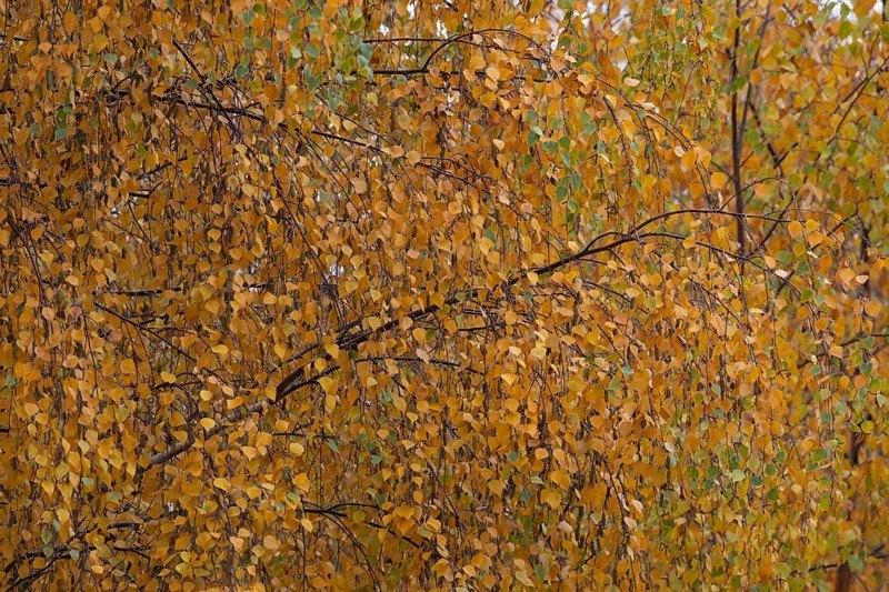 Birch (Betula spp.) tree with yellow leaves in the autumn, Suffolk, England, United Kingdom, Europe