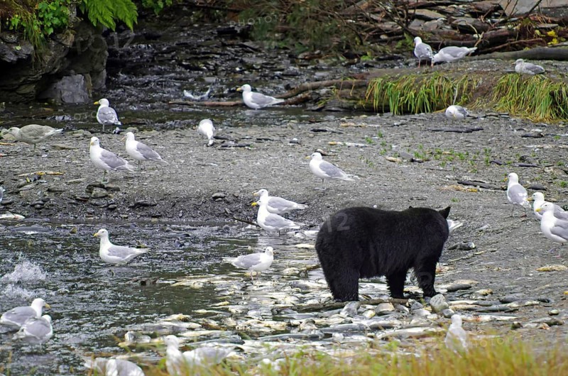 American Black Bear and seagulls on the beach, remains of dead salmon, Valdez, Alaska, USA, North America