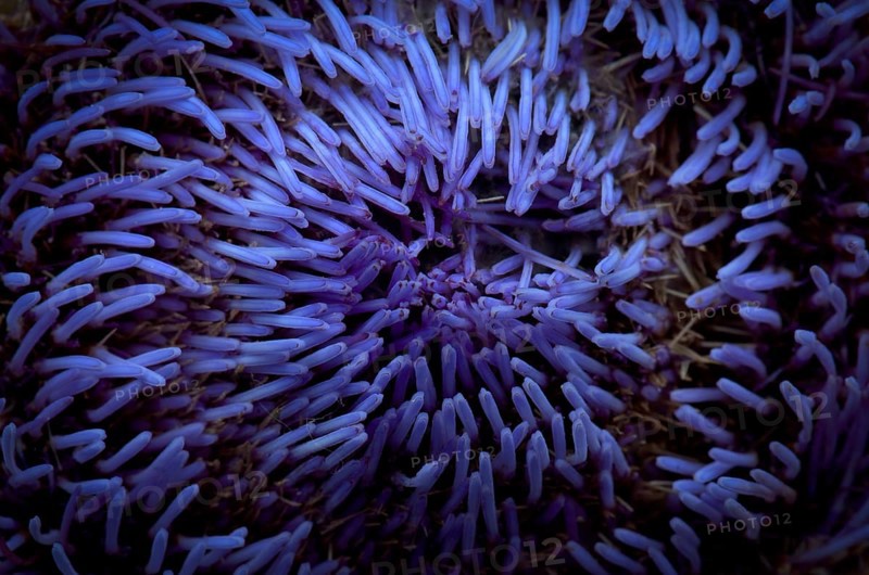 Close-up, flower of the artichoke (Cynara cardunculus) Stuttgart, Baden-Württemberg, Germany, Europe