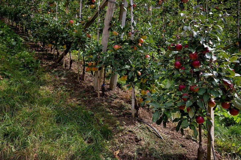 Apple variety Golden Delicious, Gala, apple orchard, fruit orchard, agriculture, agribusiness, Schenna, Scena, South Tyrol, Autonomous Province of Bolzano, Italy, Europe
