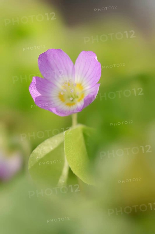 Common wood sorrel (Oxalis acetosella), flower with pink petals, North Rhine-Westphalia, Germany, Europe