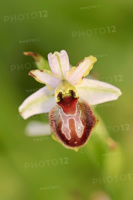 Ragwort in splendour (Ophrys splendida), flower, Provence, southern France