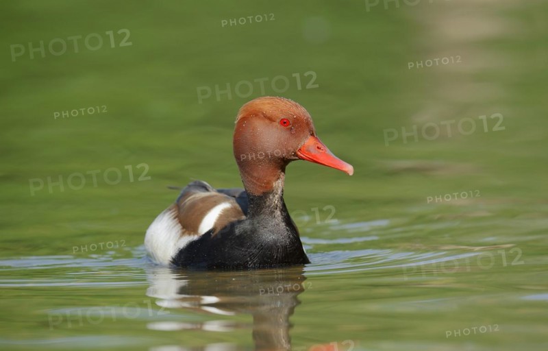 Red-crested pochard (Netta rufina), male, Camargue, Provence, southern France