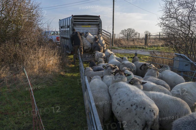 Black-headed domestic sheep (Ovis gmelini aries) being loaded onto a double-decker cattle trailer, Mecklenburg-Western Pomerania, Germany, Europe