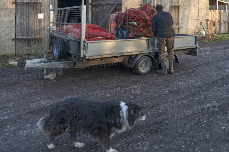 Shepherd loading the pasture fences, in front his Border Collie, Othenstorf, Mecklenburg-Vorpommern, Germany, Europe