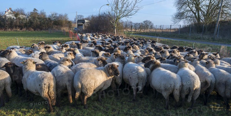 Black-headed domestic sheep (Ovis gmelini aries) in the pen for loading, Mecklenburg-Vorpommern, Germany, Europe