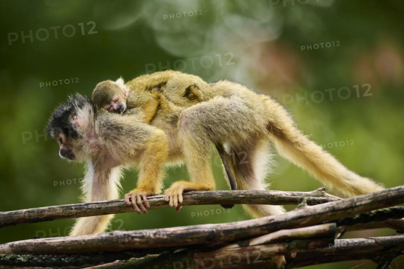 Common squirrel monkey (Saimiri sciureus) mother with her youngster, captive, distribution South America