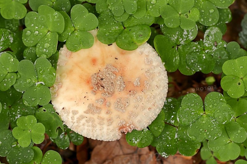 Pearl mushroom or blusher (Amanita rubescens) and common wood sorrel (Oxalis acetosella), North Rhine-Westphalia, Germany, Europe