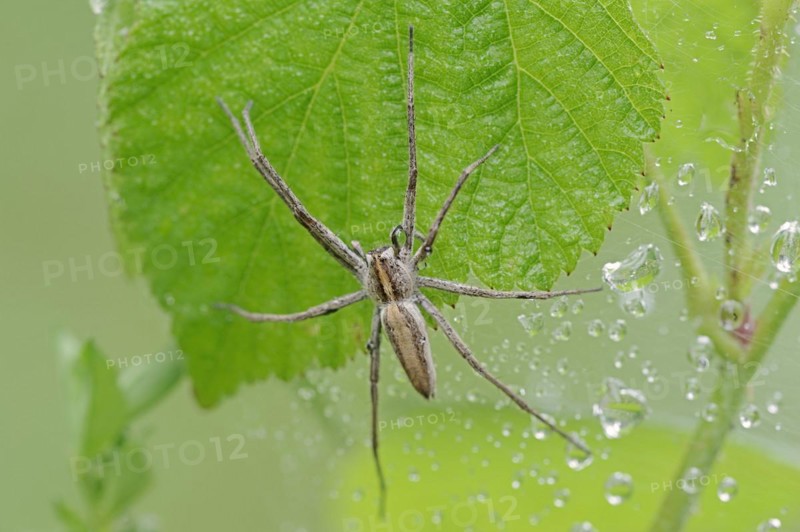 Nursery web spider (Pisaura mirabilis), female, North Rhine-Westphalia, Germany, Europe