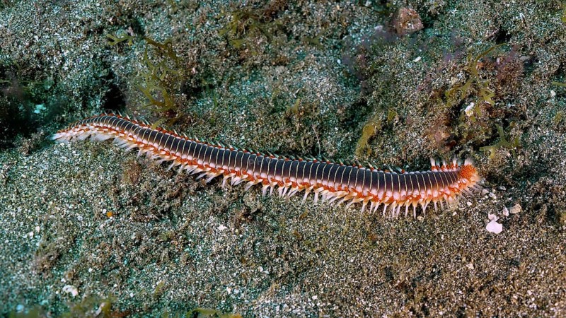 A long fireworm (Hermodice carunculata) on the seabed. The different colours and bristles are clearly visible. Dive site El Cabron marine reserve, Arinaga, Gran Canaria, Spain, Atlantic Ocean, Europe