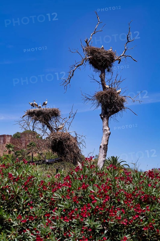 Several storks nesting in stork nests, young animals, behind Silves, castle, Castelo de Silves, Algarve, Portugal, Europe