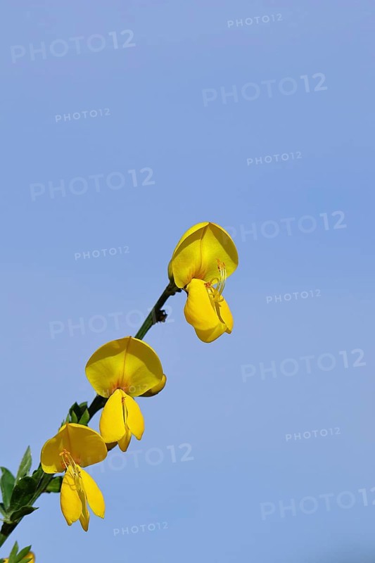 Flower of broom, common broom (Cytisus scoparius), yellow flowers in front of a blue sky, Wilnsdorf, North Rhine-Westphalia, Germany, Europe