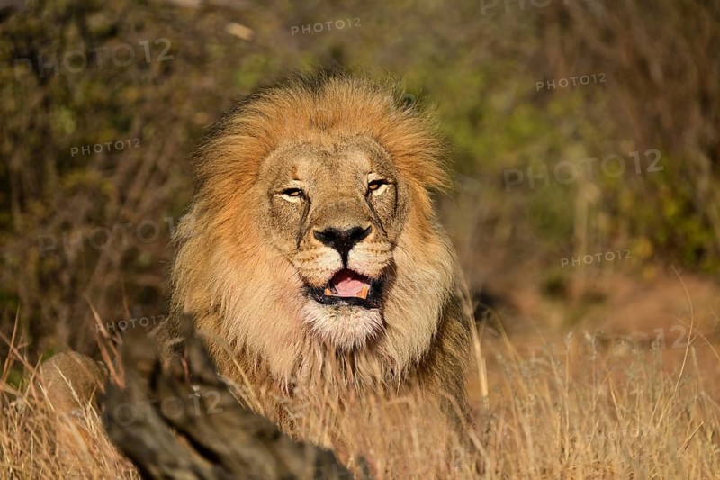 Lion (Panthera leo) male, lying in the tall grass in the savannah, Okonjima Game Farm, Namibia, Africa
