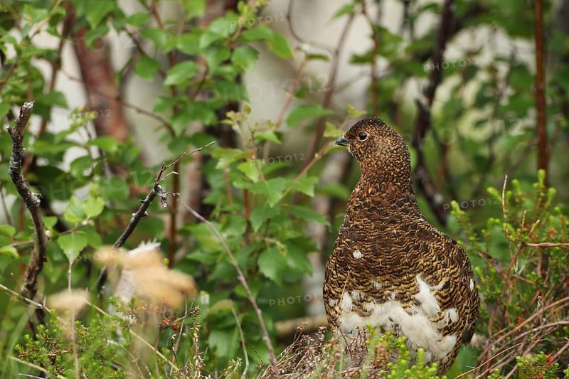 Willow ptarmigan (Lagopus lagopus) attentive hen, Lofoten, Norway, Scandinavia, Europe