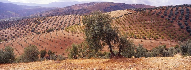 Landscape with Olive Groves in Granada Province, Andalusia, Spain, Southern Europe. Scanned slide, Europe