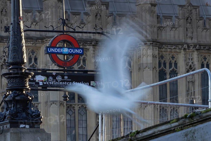Herring gull (Larus argentatus) adult bird taking off from a wall with a London underground sign in the background, London, England, United Kingdom, Europe