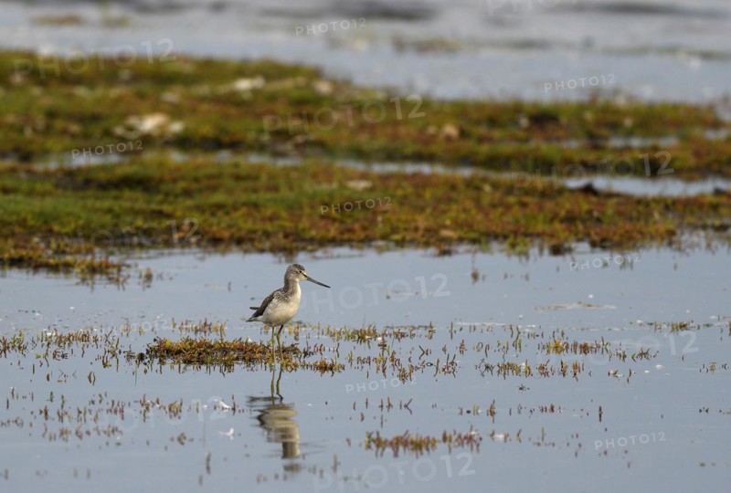 Common greenshank (Tringa nebularia) standing in shallow water, Poel Island, Mecklenburg-Western Pomerania, Germany, Europe