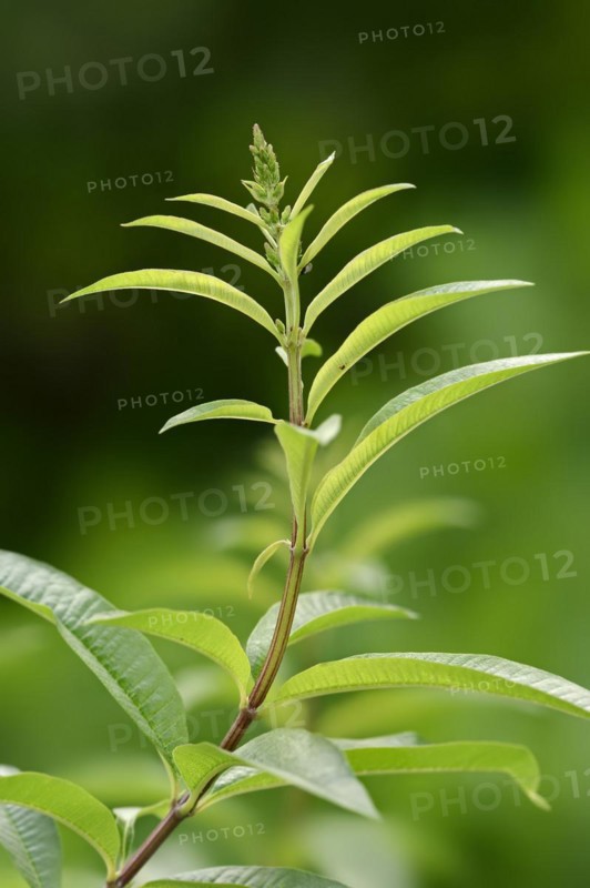 Lemon verbena or lemon bush (Aloysia citrodora, Aloysia triphylla), twig with leaves, native to South America, ornamental plant, North Rhine-Westphalia, Germany, Europe