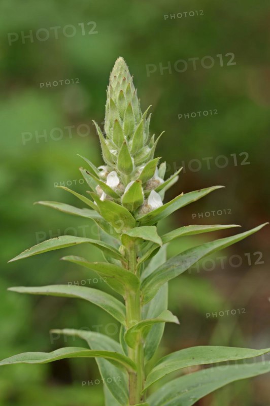 Woolly foxglove (Digitalis lanata), inflorescence, medicinal plant, North Rhine-Westphalia, Germany, Europe