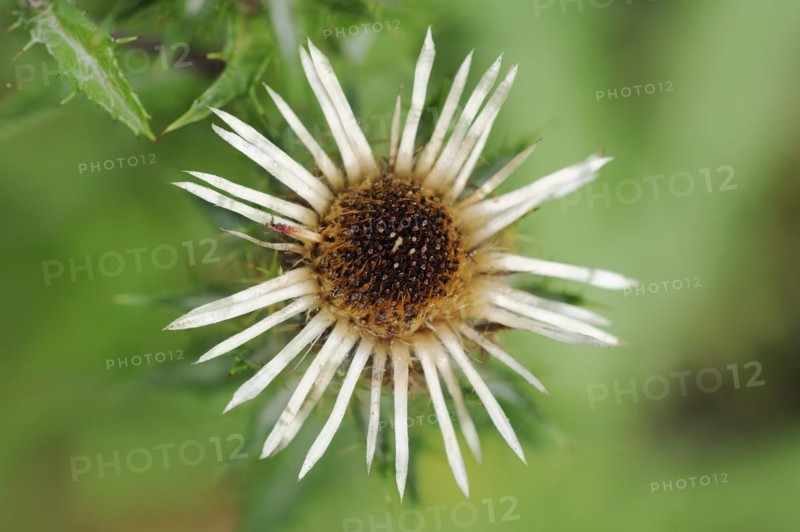 Carline thistle (Carlina vulgaris), flower, Bavaria, Germany, Europe